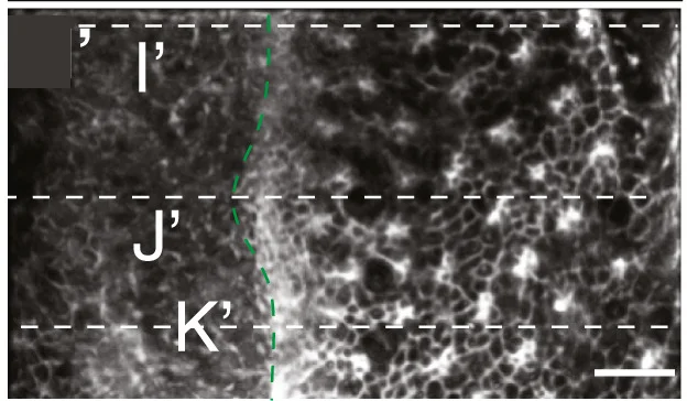 Open access visualization of Microscopy, Eye-Antennal Disc, paRacT17N, Clones of Cells, Photoactivation