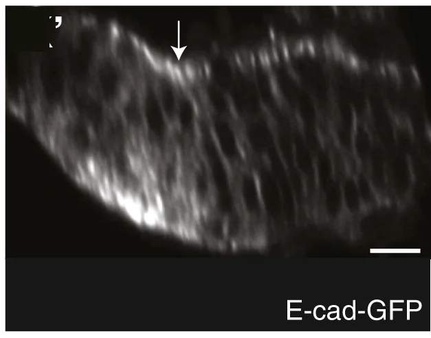 Open access visualization of Microscopy, Eye-Antennal Disc, paRacT17N, Clones of Cells, Photoactivation