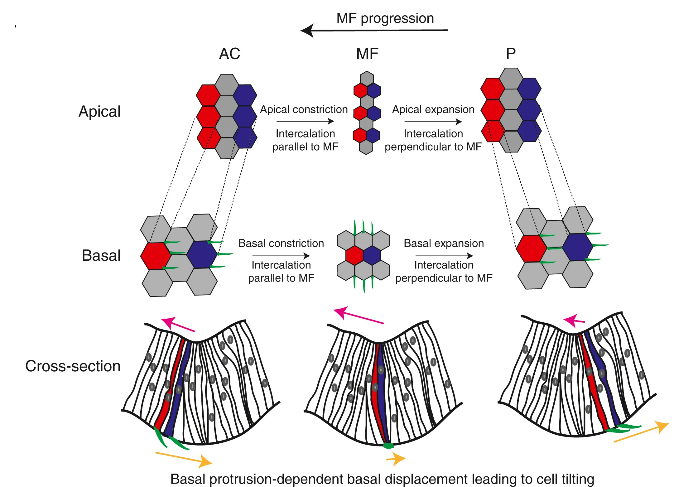 Open access visualization of Workflow, Illustration, Shape Change, Cell Displacement, Morphogenetic Furrow