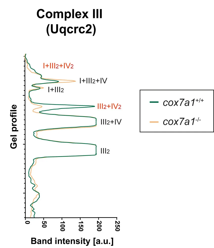 Open access visualization of Line Plot, Density Plot, BNGE, Plot Profile, CIV