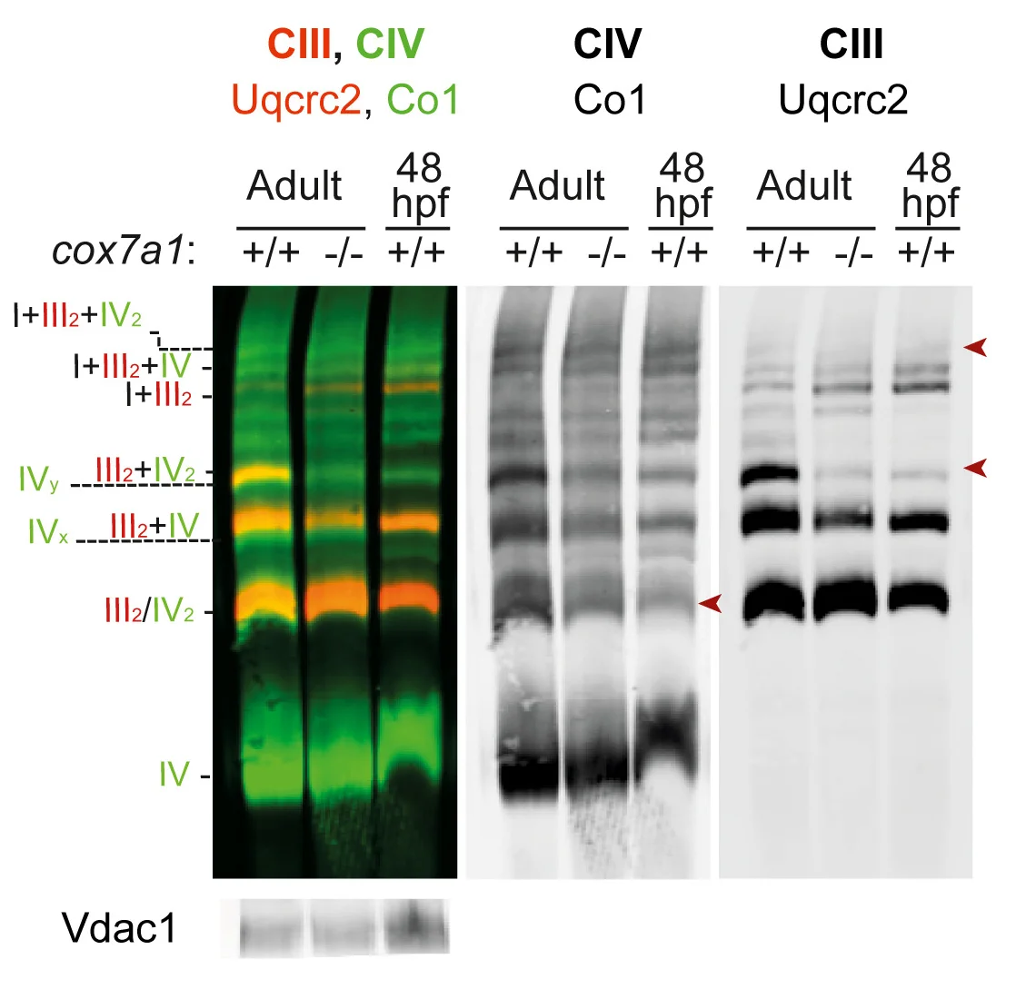Open access visualization of Gel, BNGE, Mitochondria, Fish, Embryos