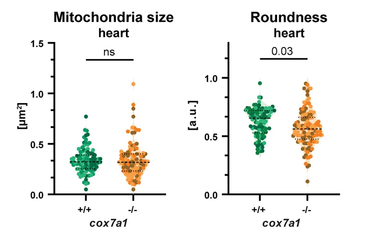Open access visualization of Scatter Plot, Mitochondrial Size, Mitochondrial Roundness, Heart