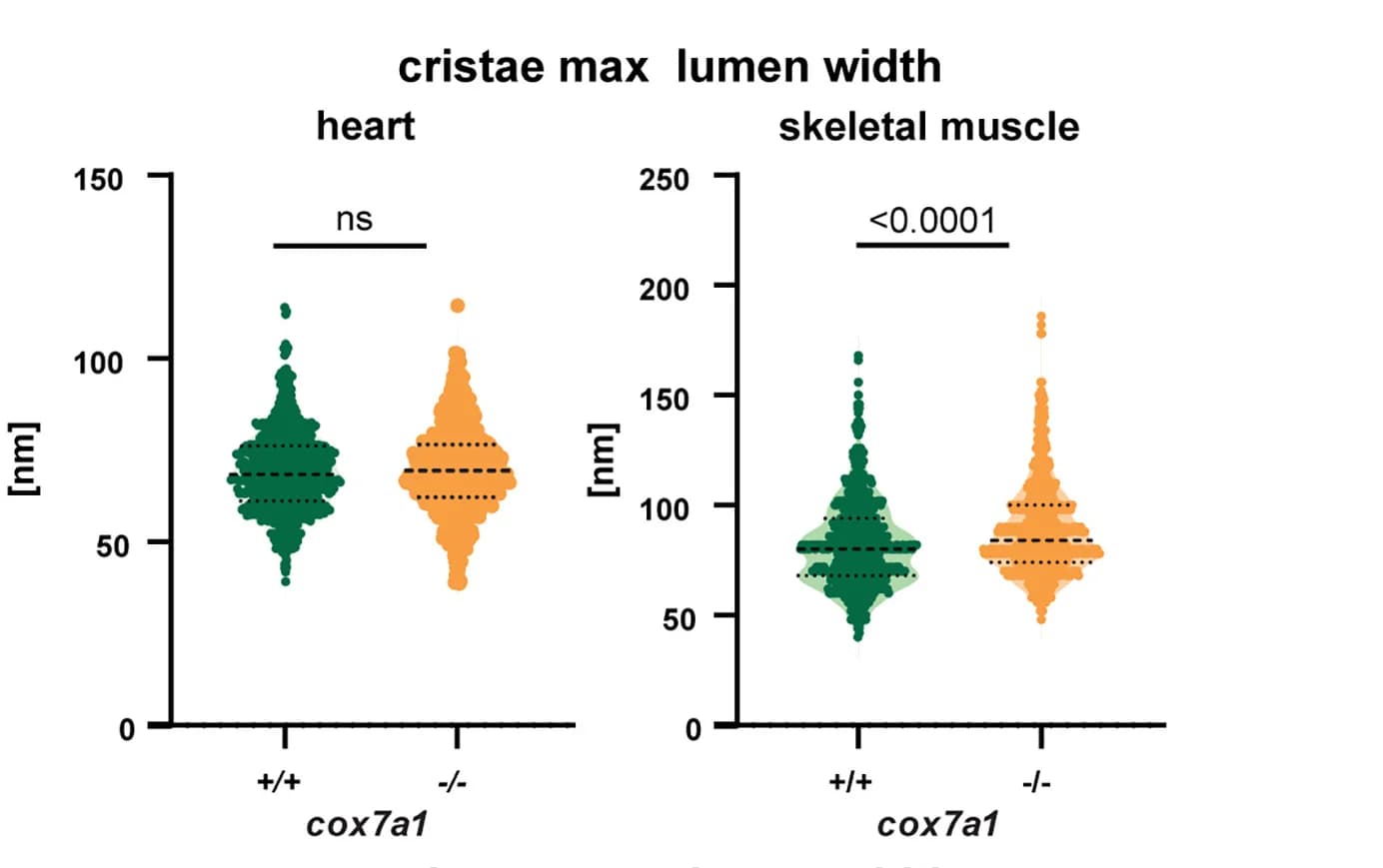 Open access visualization of Violin Plot, Scatter Plot, Cristae Lumen Width, Transmission Electron Microscopy