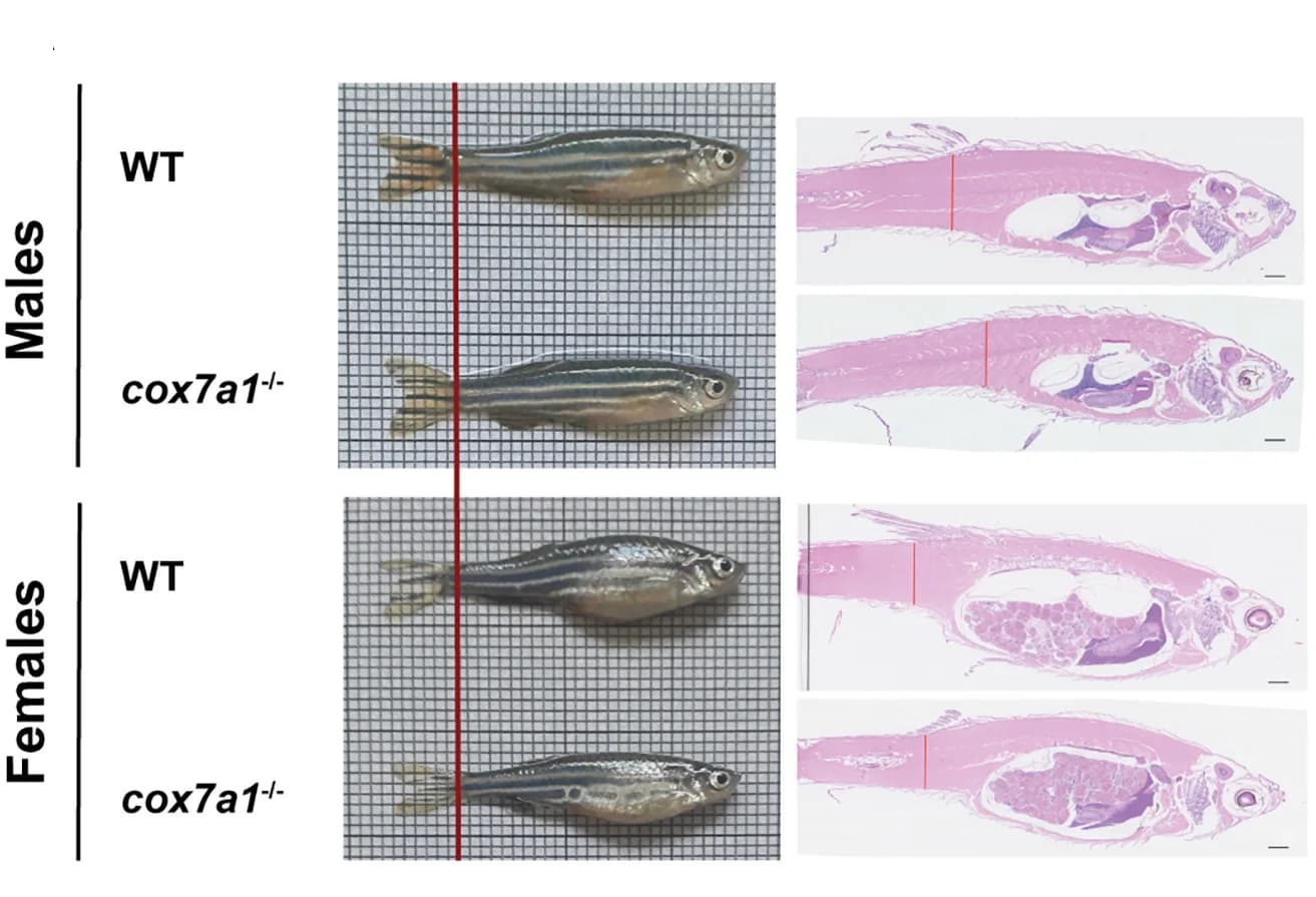 Open access visualization of Photo, Microscopy, Zebrafish, Histology, Hematoxylin