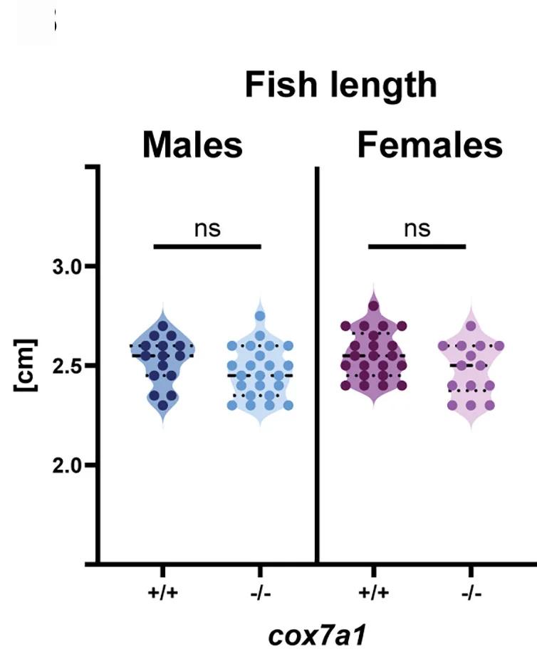Open access visualization of Violin Plot, Scatter Plot, Body Length, Quantification, Statistical Analysis