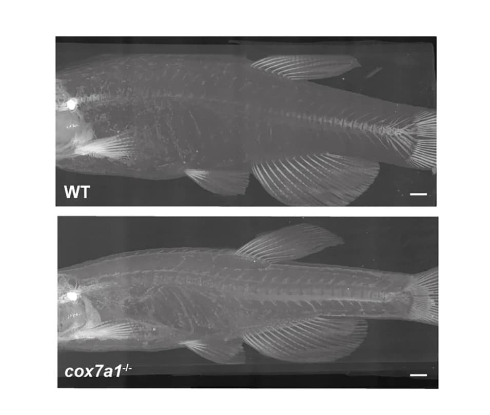 Open access visualization of Photo, Micro-CT, Zebrafish, Maximum Intensity Projection
