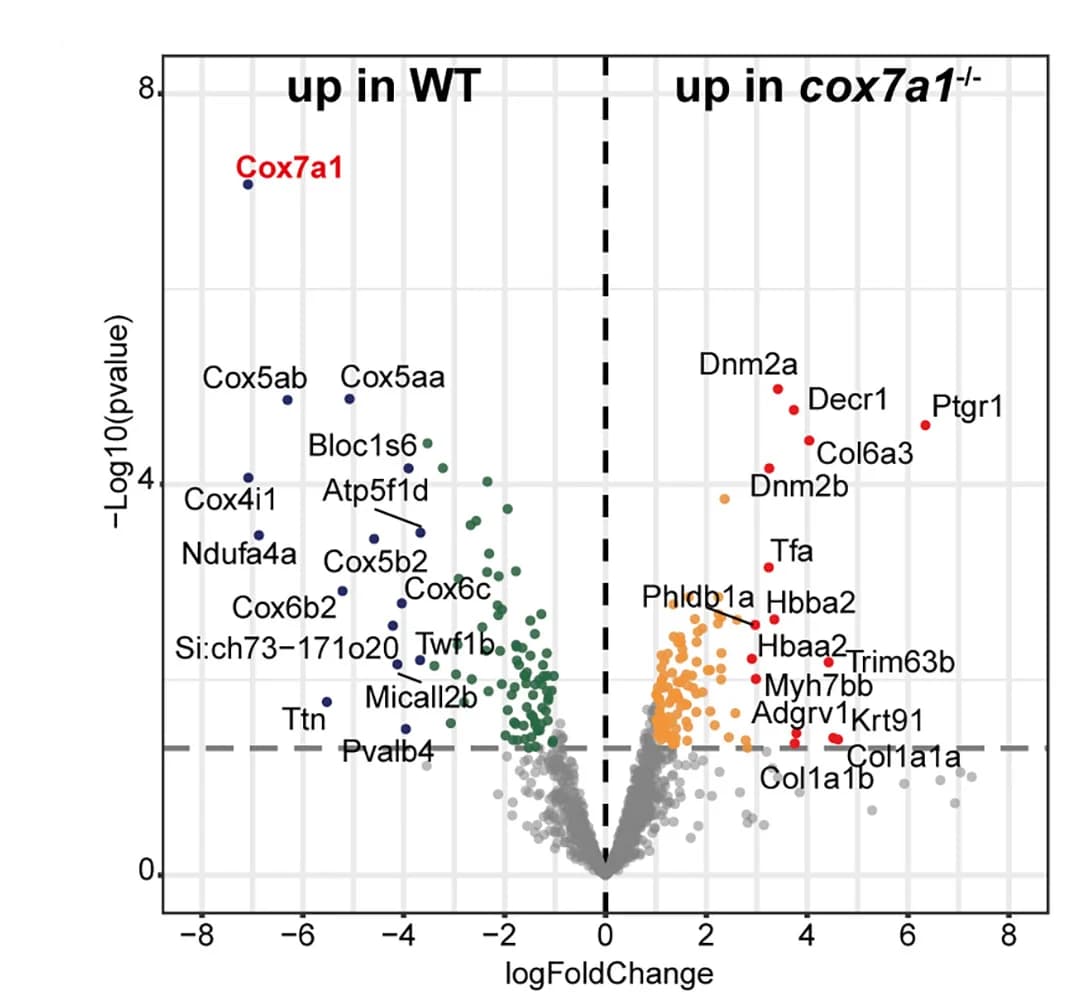Open access visualization of Volcano Plot, Scatter Plot, Quantitative Proteomics, Skeletal Muscle, Wild-type Animals