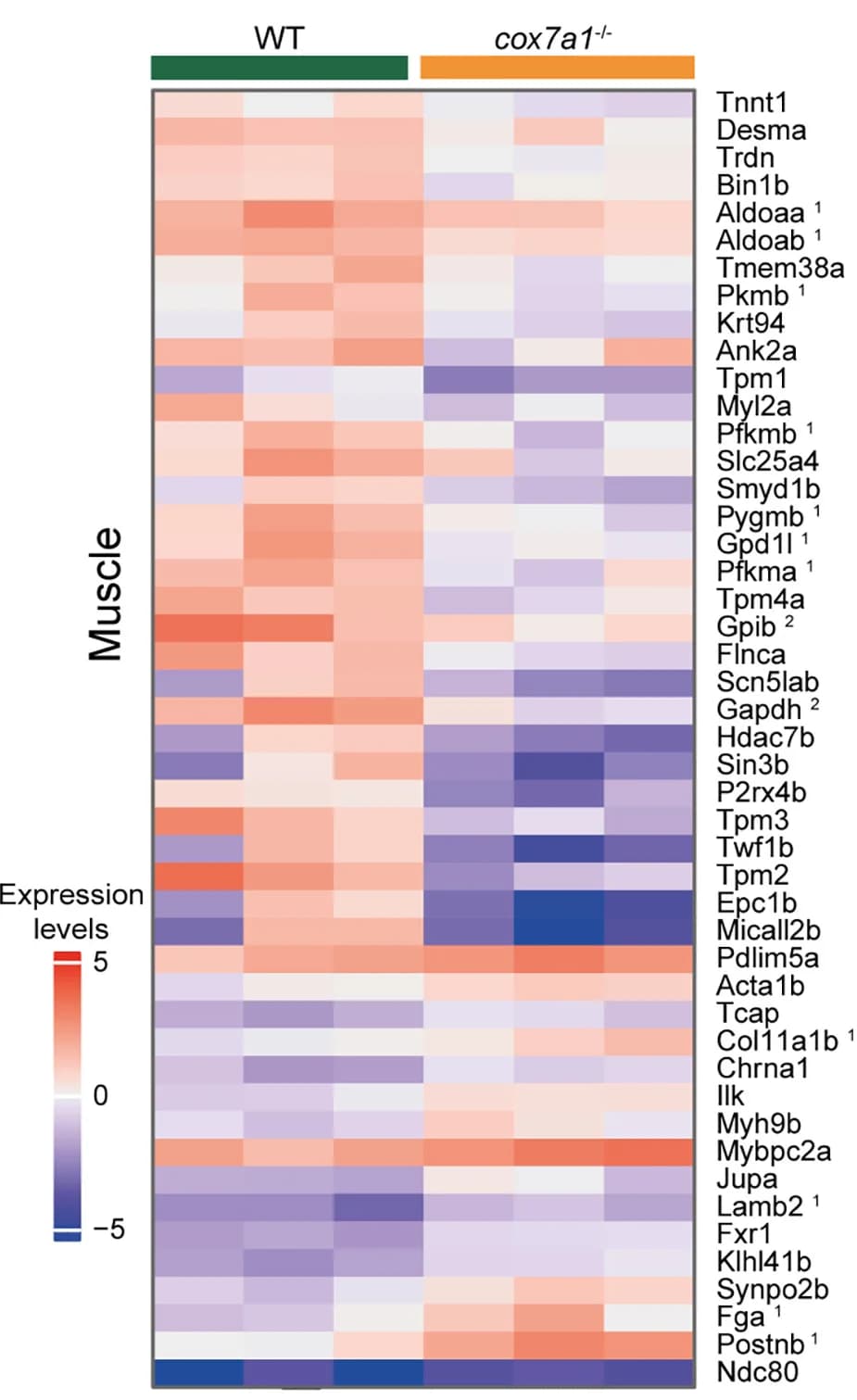 Open access visualization of Heatmap, Protein Expression, Differentially Expressed Proteins, Muscle