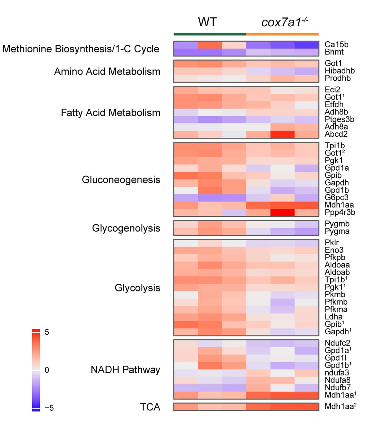 Open access visualization of Heatmap, Proteins, Metabolic Pathways, Zebrafish, Skeletal Muscle