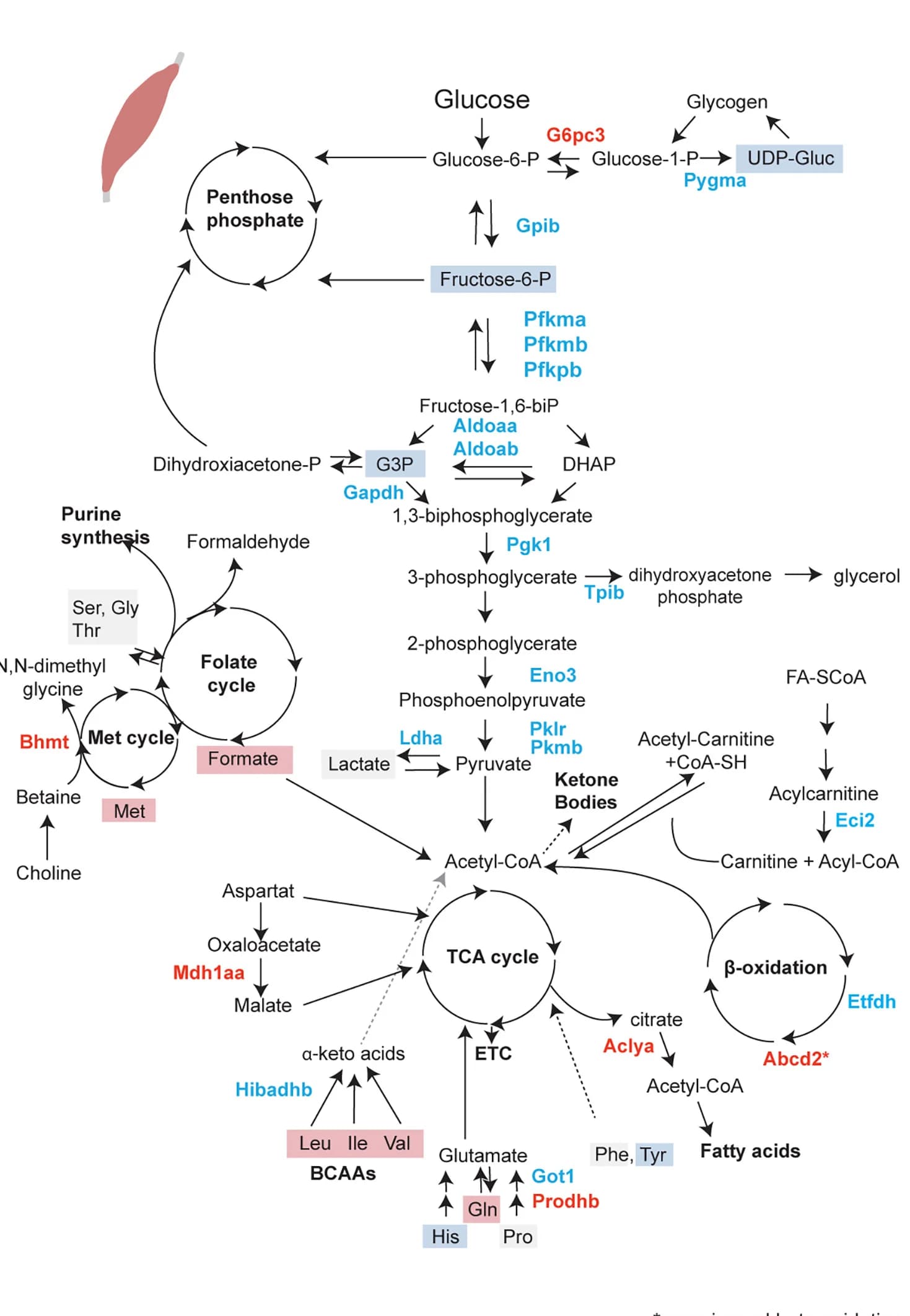 Open access visualization of Pathway, Metabolic Pathways, Zebrafish, Skeletal Muscle, Enzymes