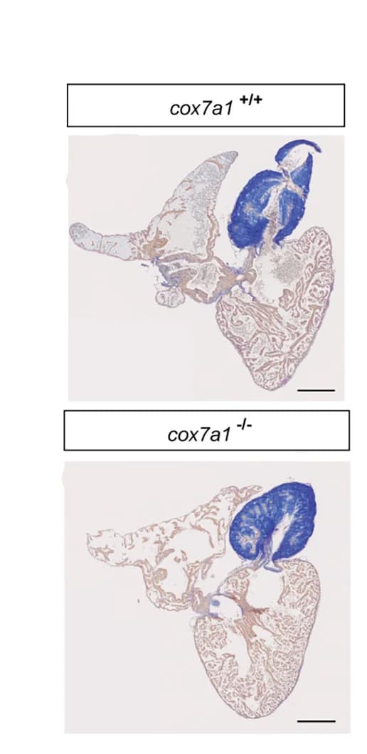 Open access visualization of Microscopy, AFOG Staining, Zebrafish Heart, Histology