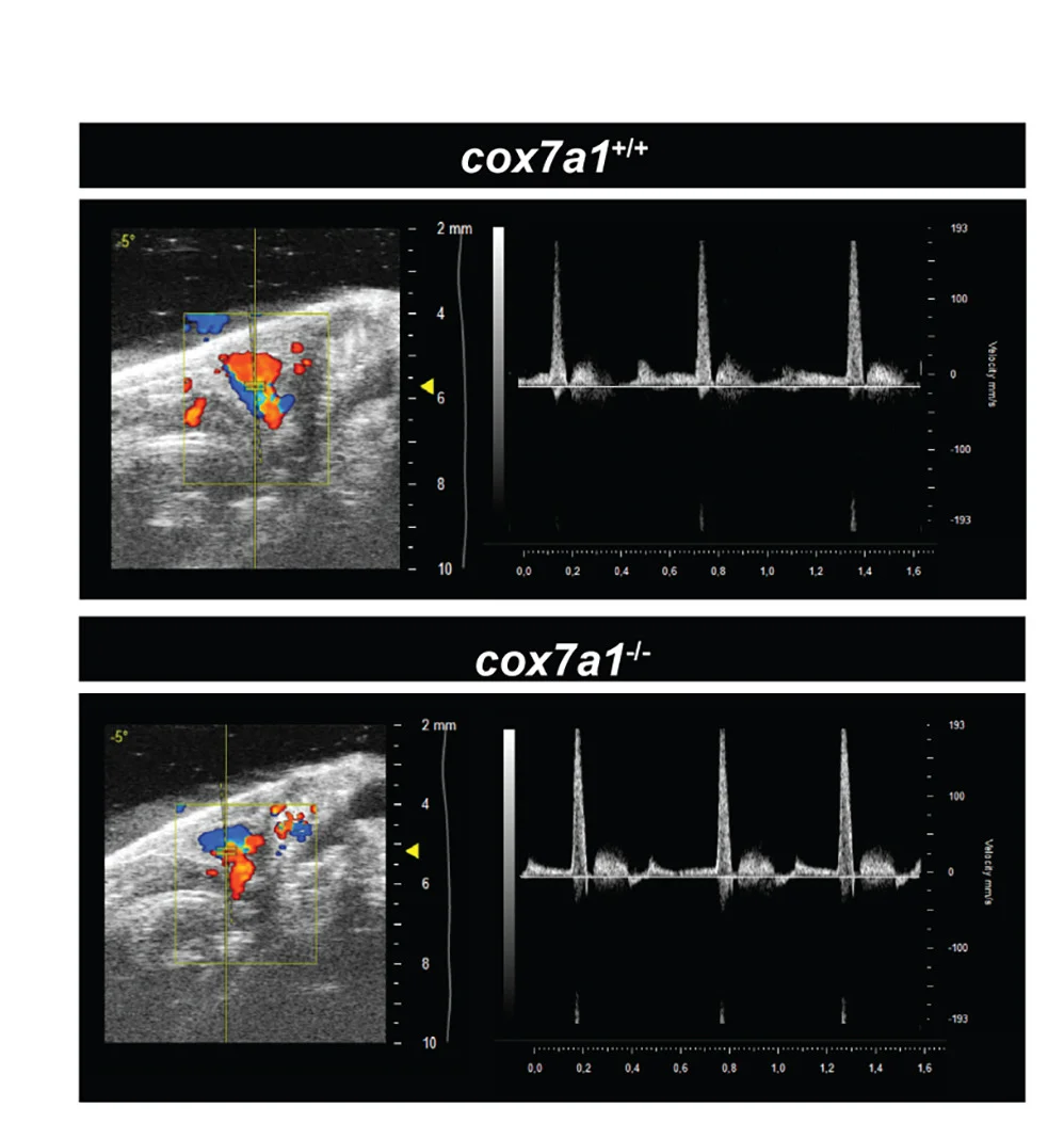 Open access visualization of Line Plot, Microscopy, Echocardiography, Adult Males, Cardiac Imaging
