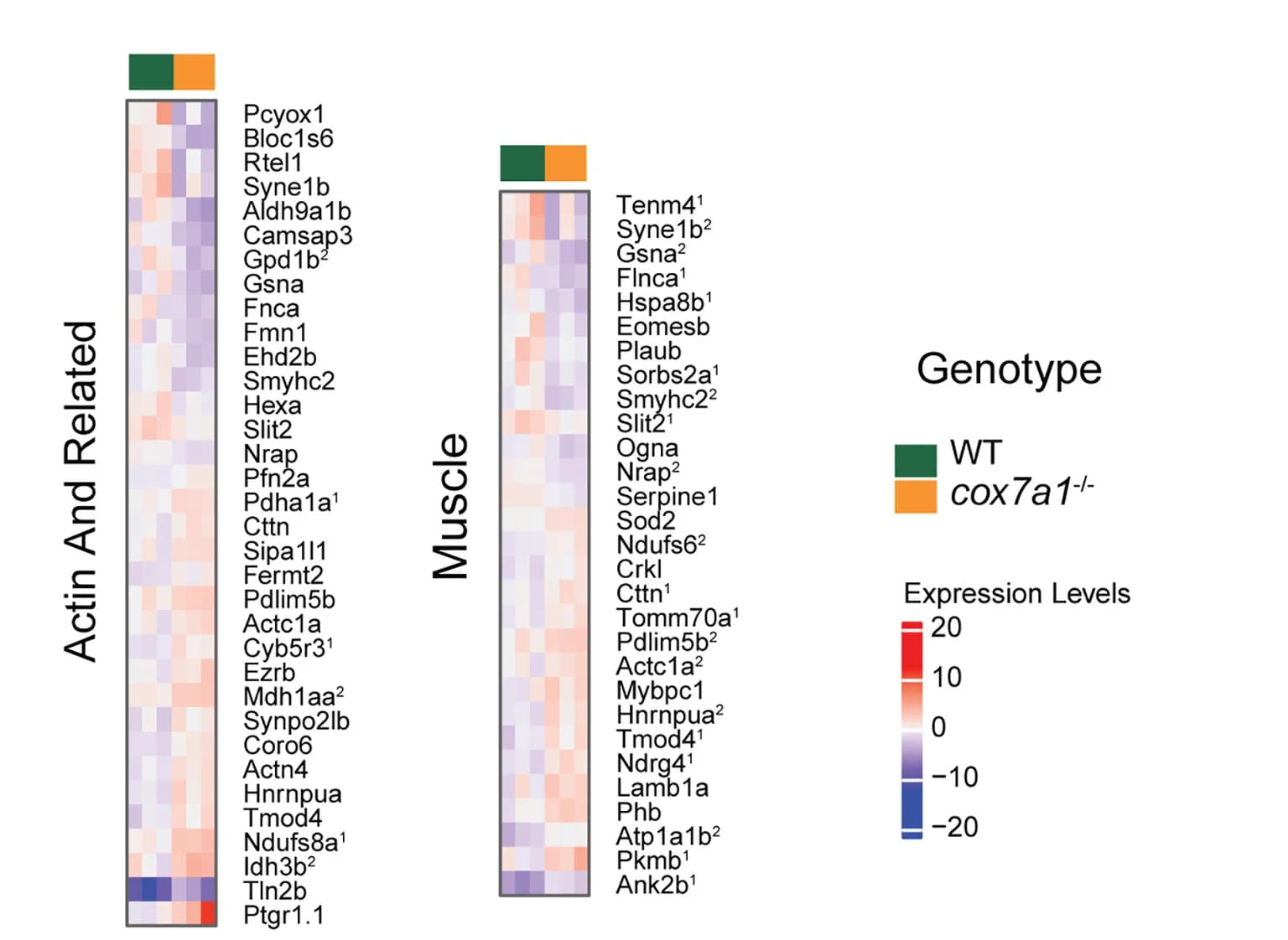 Open access visualization of Heatmap, Proteomics, Differential Expression, Actin, Muscle Proteins