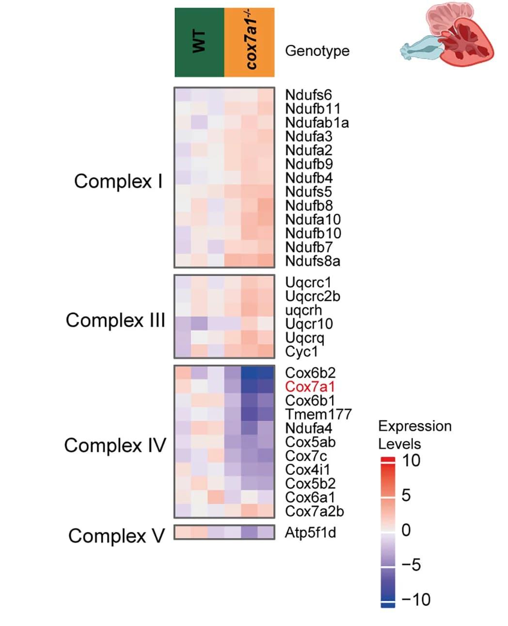 Open access visualization of Heatmap, Proteins, Mitochondrial Respiratory Chain, Expression Levels