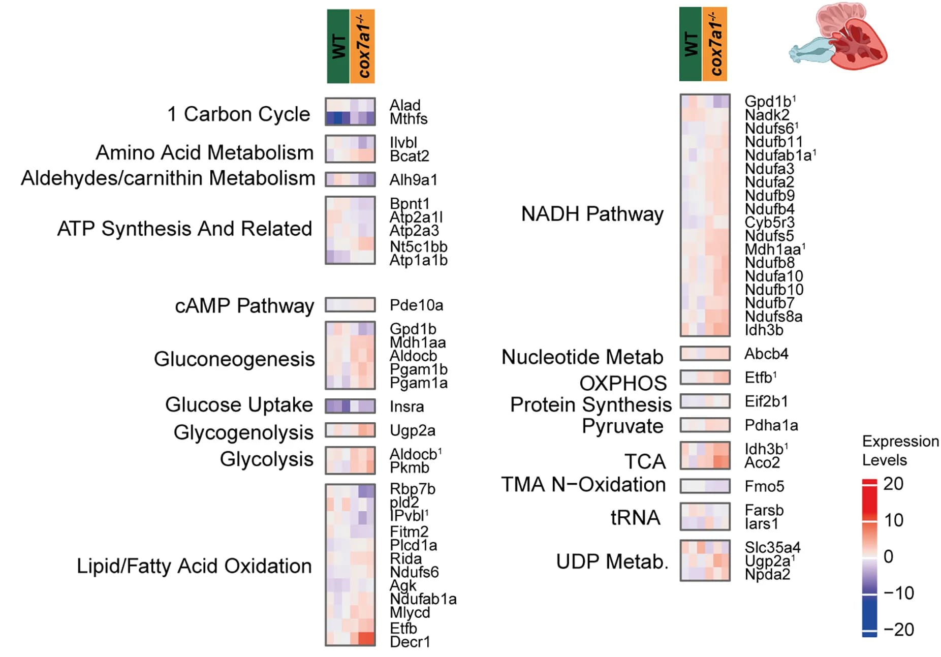 Open access visualization of Heatmap, Proteins, Metabolic Pathways, Expression Levels