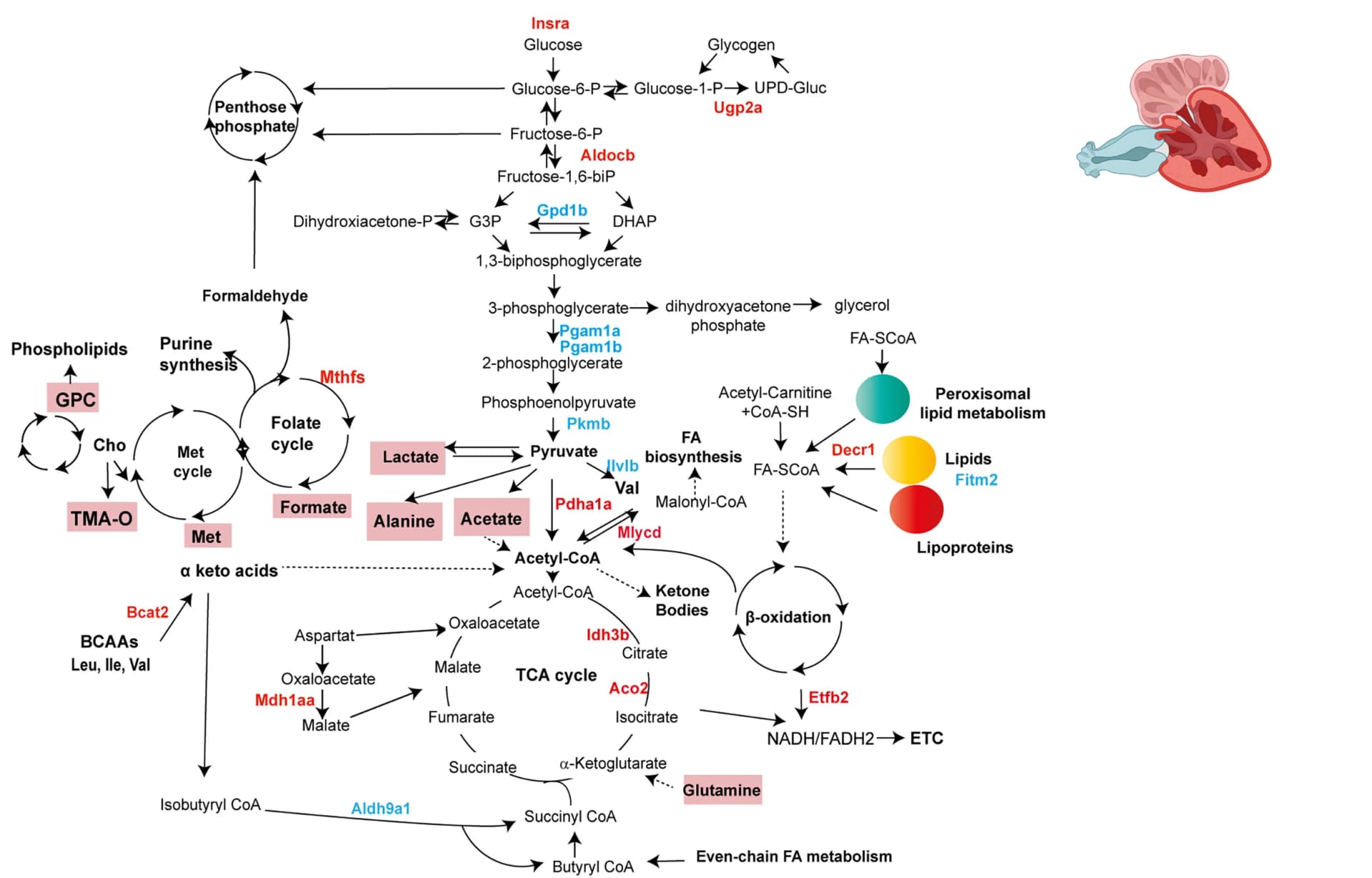 Open access visualization of Workflow, Pathway, Metabolic Rewiring, Enzymes, Metabolites