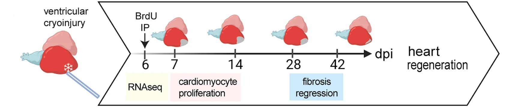 Open access visualization of Workflow, Illustration, Experimental Setup, Cardiac Cryoinjury, Gene Expression