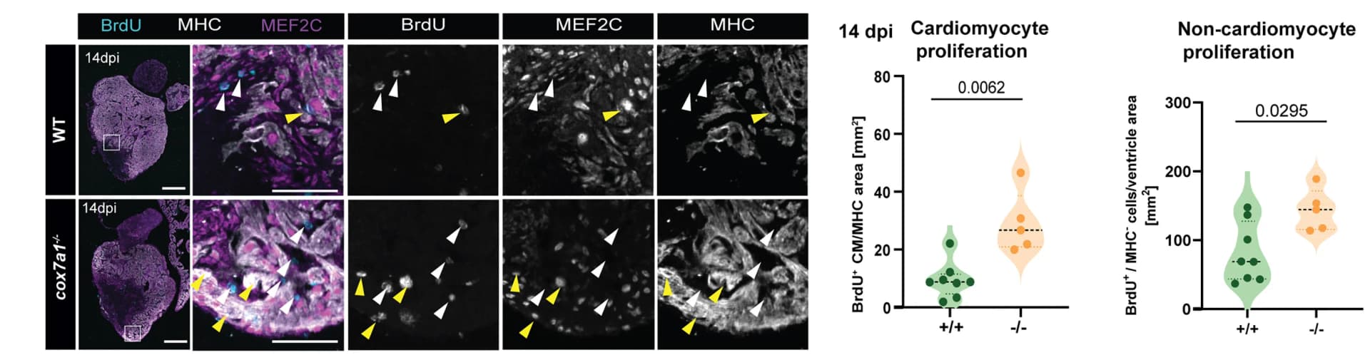 Open access visualization of Violin Plot, Cardiomyocyte Proliferation, BrdU Injection, Immunostaining, Cardiomyocytes