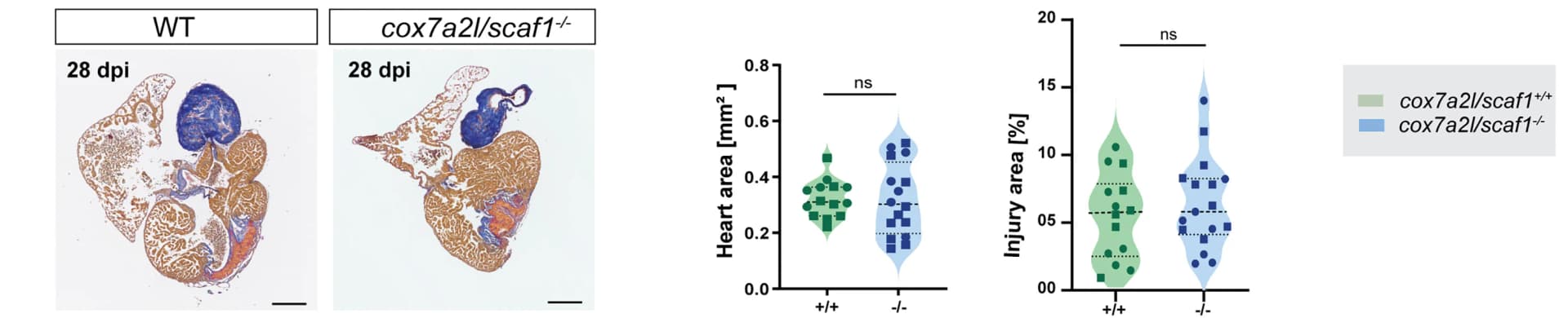 Open access visualization of Violin Plot, Scatter Plot, Fibrosis Regression, Cardiac Ventricles, AFOG Staining