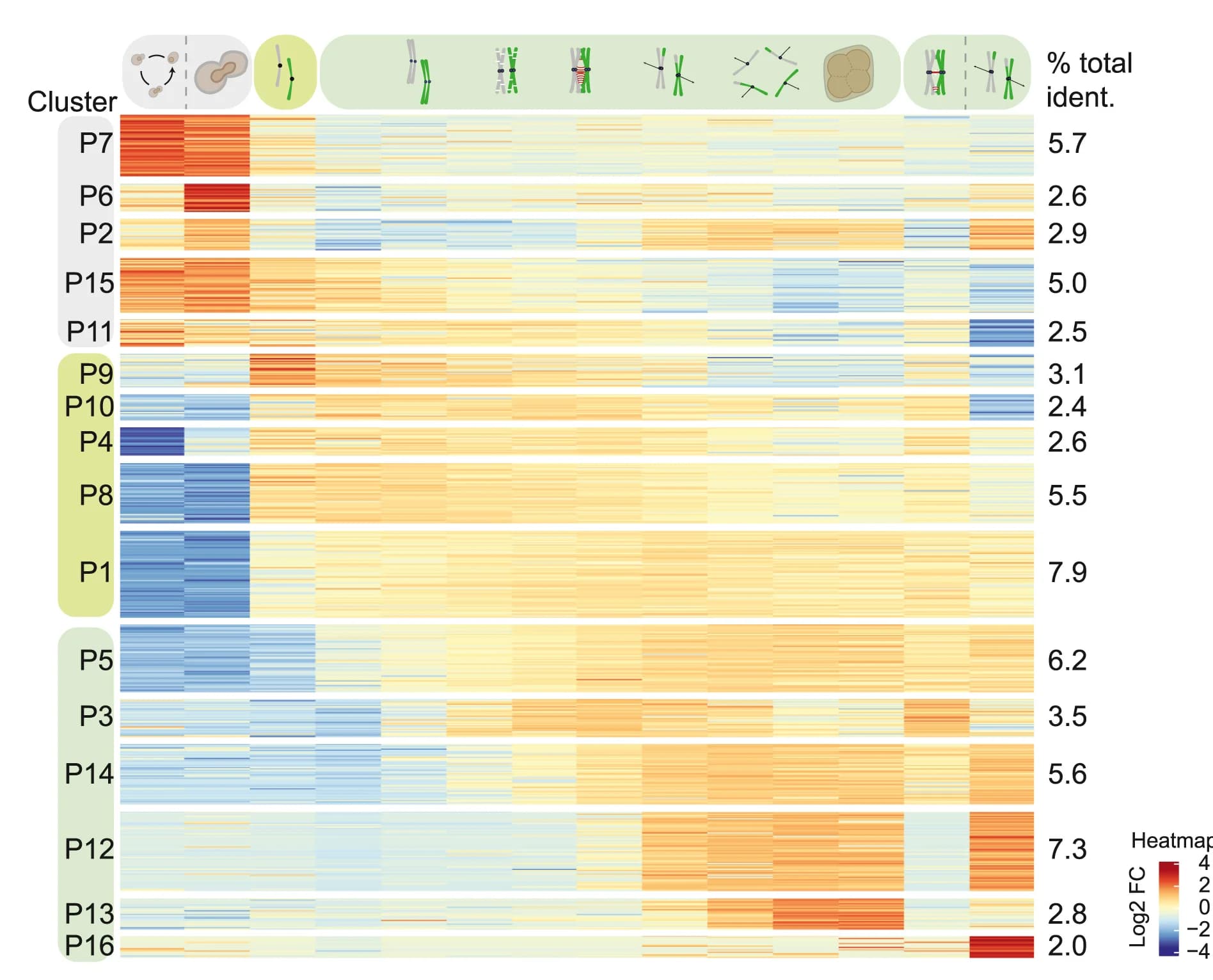 Open access visualization of Heatmap, Phosphoproteome, Log2FC, Phosphopeptides