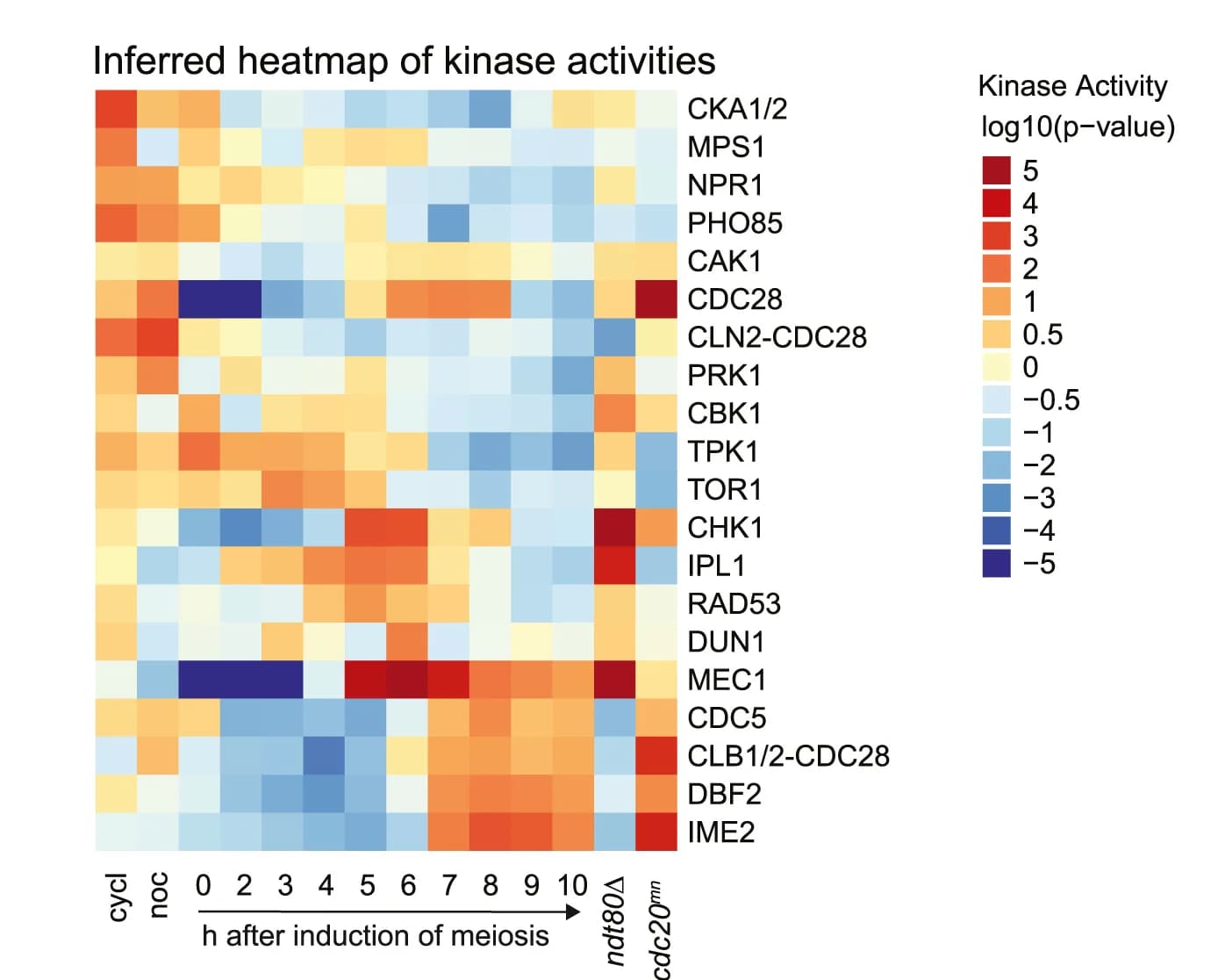 Open access visualization of Heatmap, Kinase Activity, Phosphoproteome, Meiosis, Kinase Targets
