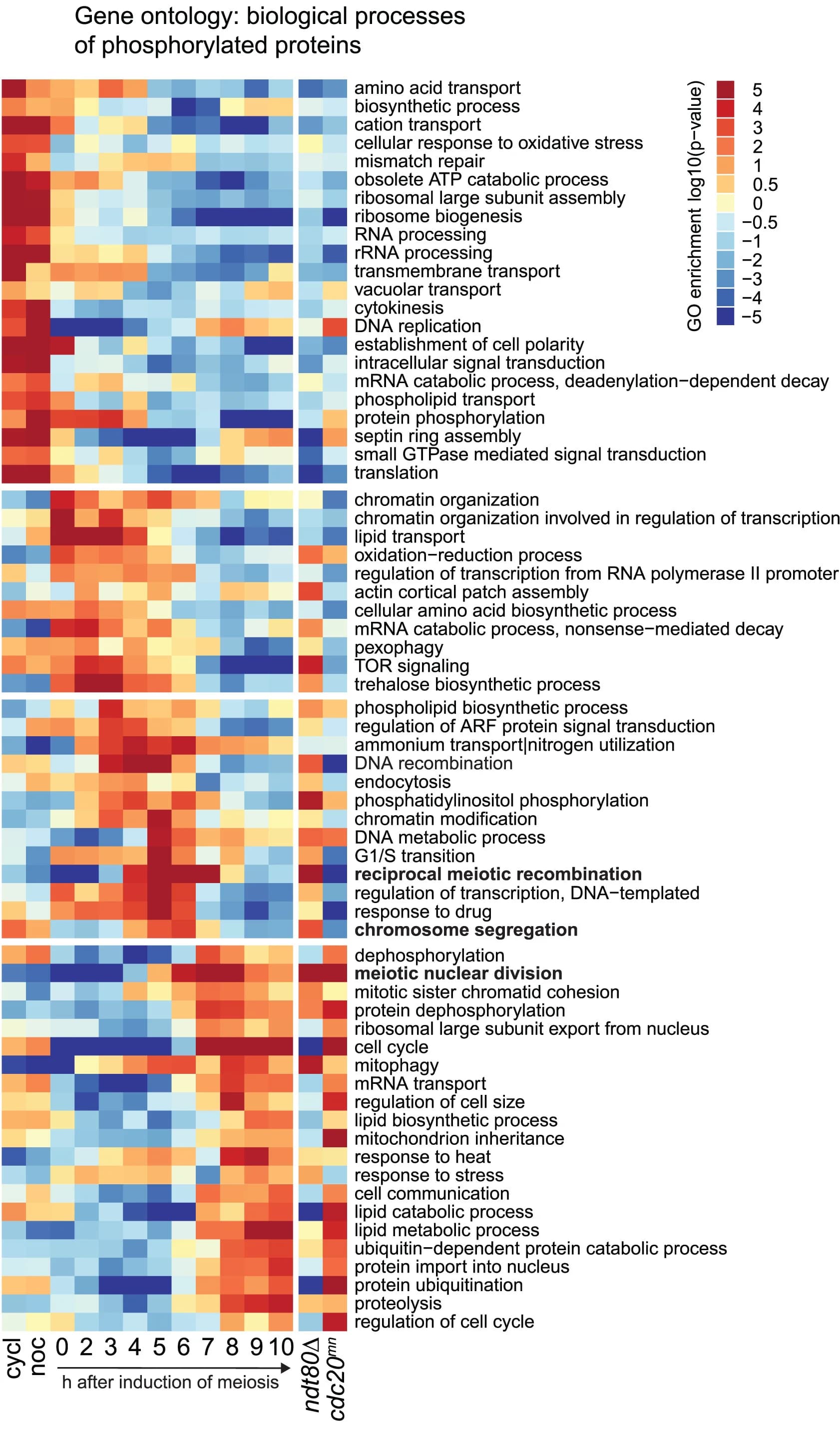 Open access visualization of Heatmap, Gene Ontology, GO Terms, Biological Processes, Protein Phosphorylation