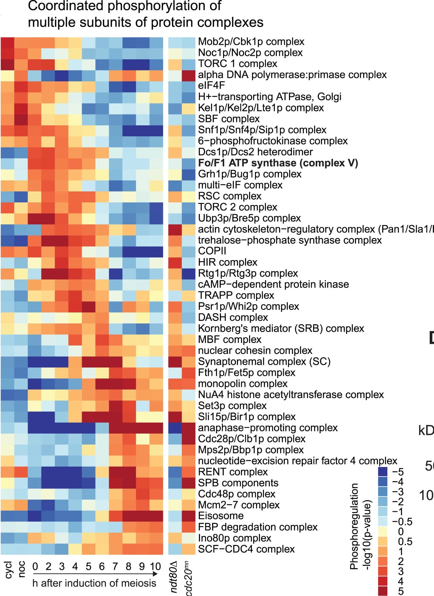 Open access visualization of Heatmap, Protein Complexes, Phosphorylation, Phospho-sites