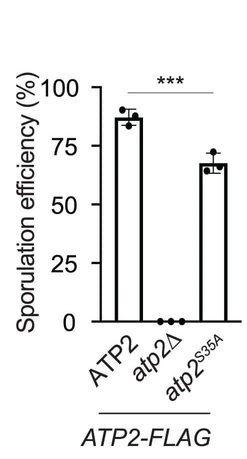 Open access visualization of Bar Plot, Error Bars, Sporulation, Sporulation Efficiency, Cell Morphology