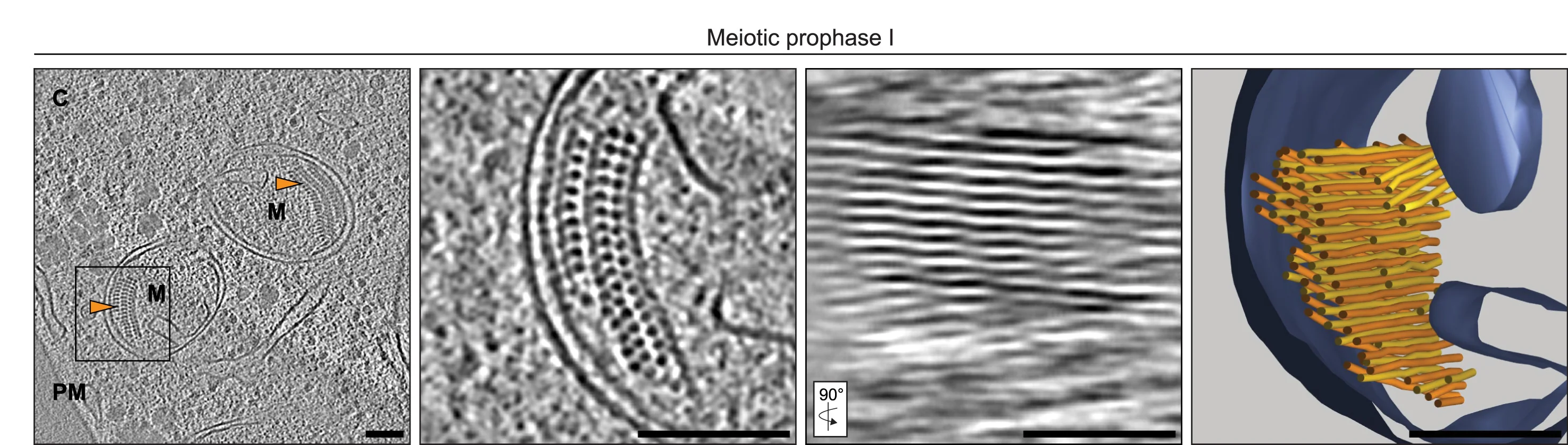 Open access visualization of Microscopy, 3D Plot, Filament Arrays, Mitochondria, Cryo-Tomogram