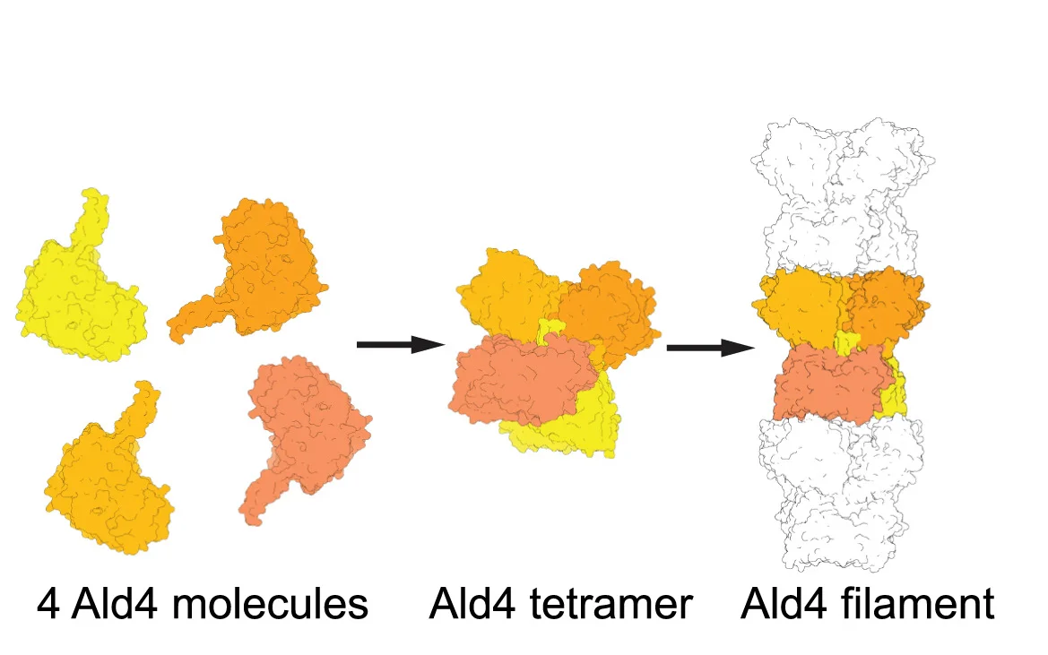 Open access visualization of Workflow, Chemical Structure, Ald4, Monomers, Tetramer