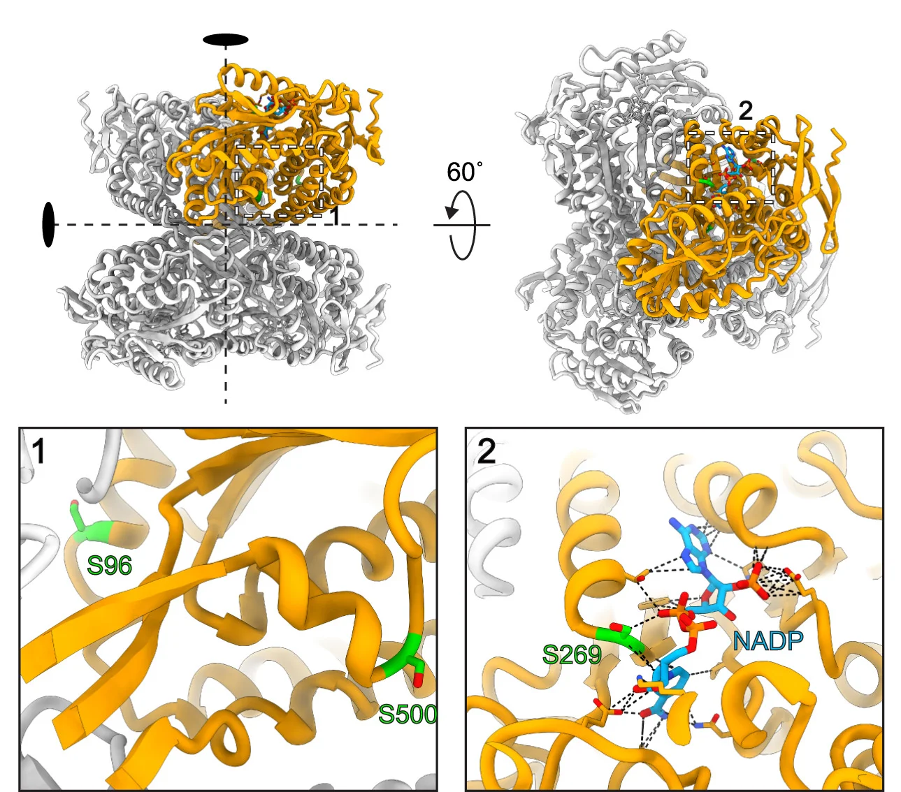 Open access visualization of Protein Structure, Chemical Structure, Ald4, Tetramer, Meiotic Phosphorylation