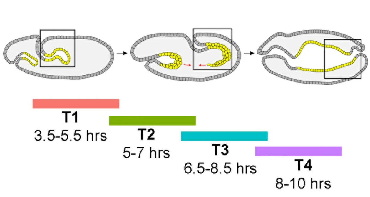 Open access visualization of Workflow, Illustration, Drosophila Embryos, Embryogenesis, Embryo Dissection