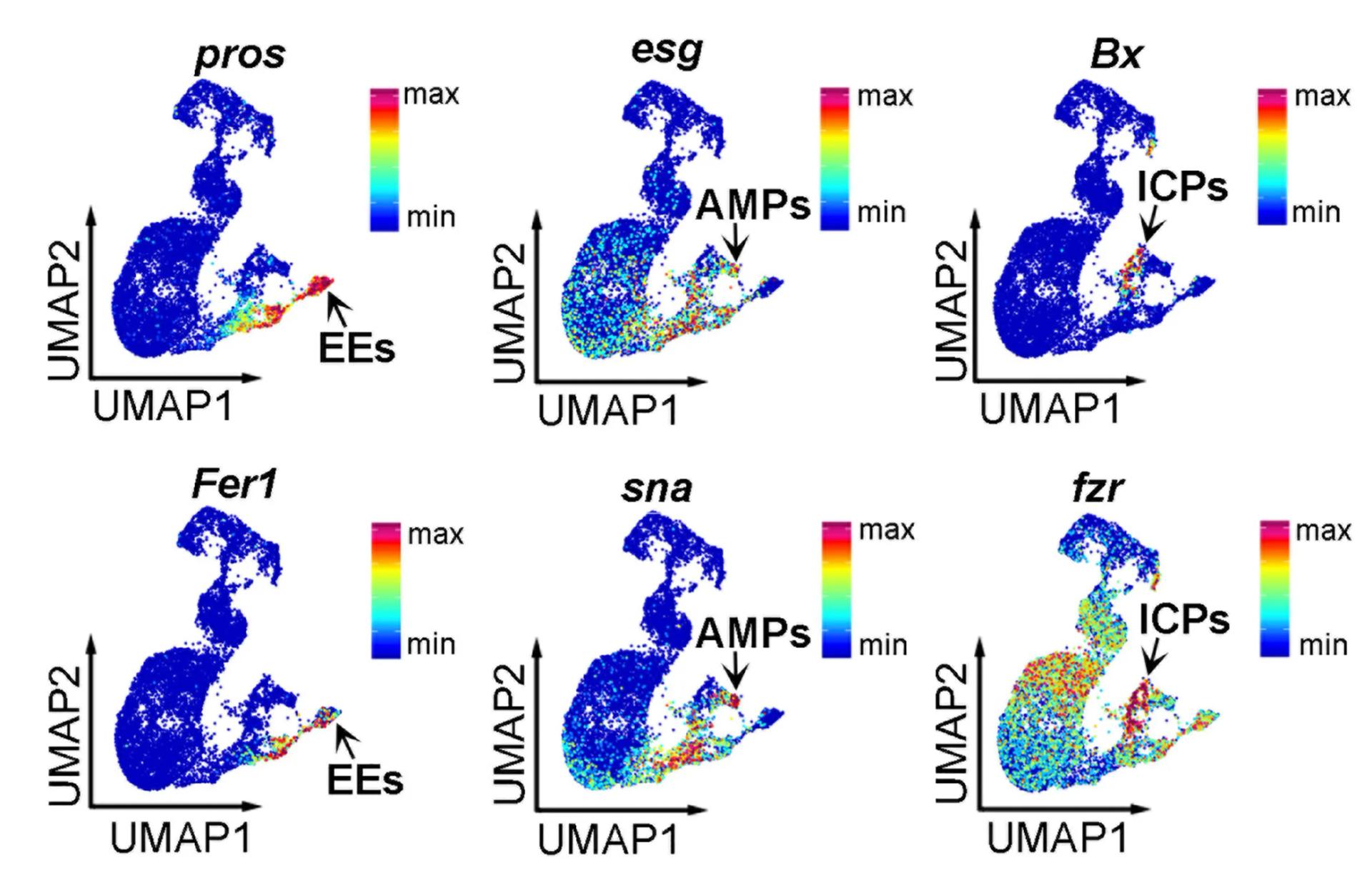 Open access visualization of Scatter Plot, UMAP, Marker Genes, Midgut Cells, Gene Expression Level