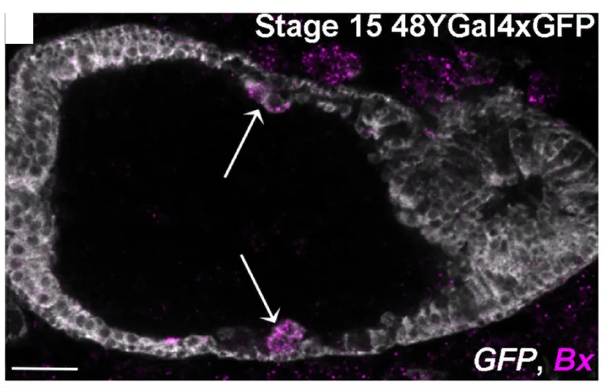 Open access visualization of Microscopy, FISH, Bx, Embryos, ICPs