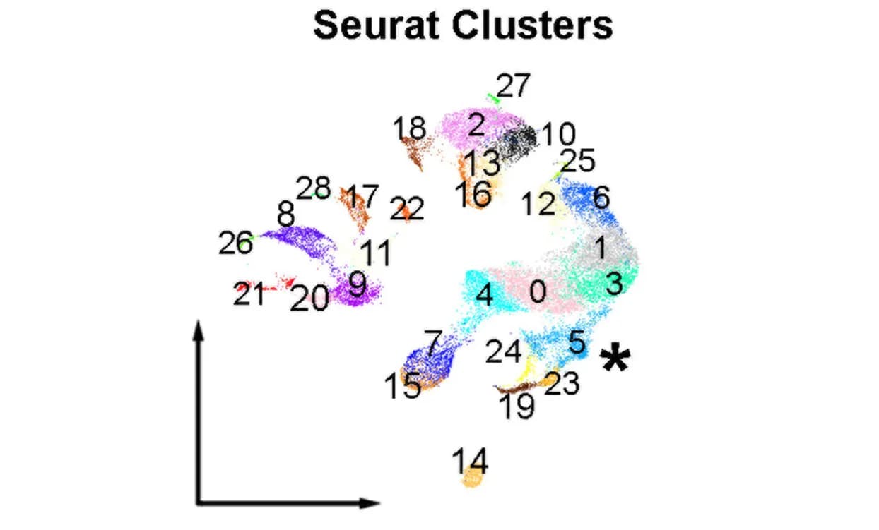 Open access visualization of Scatter Plot, UMAP, scRNA-seq, Cell State Clustering, Cluster 5