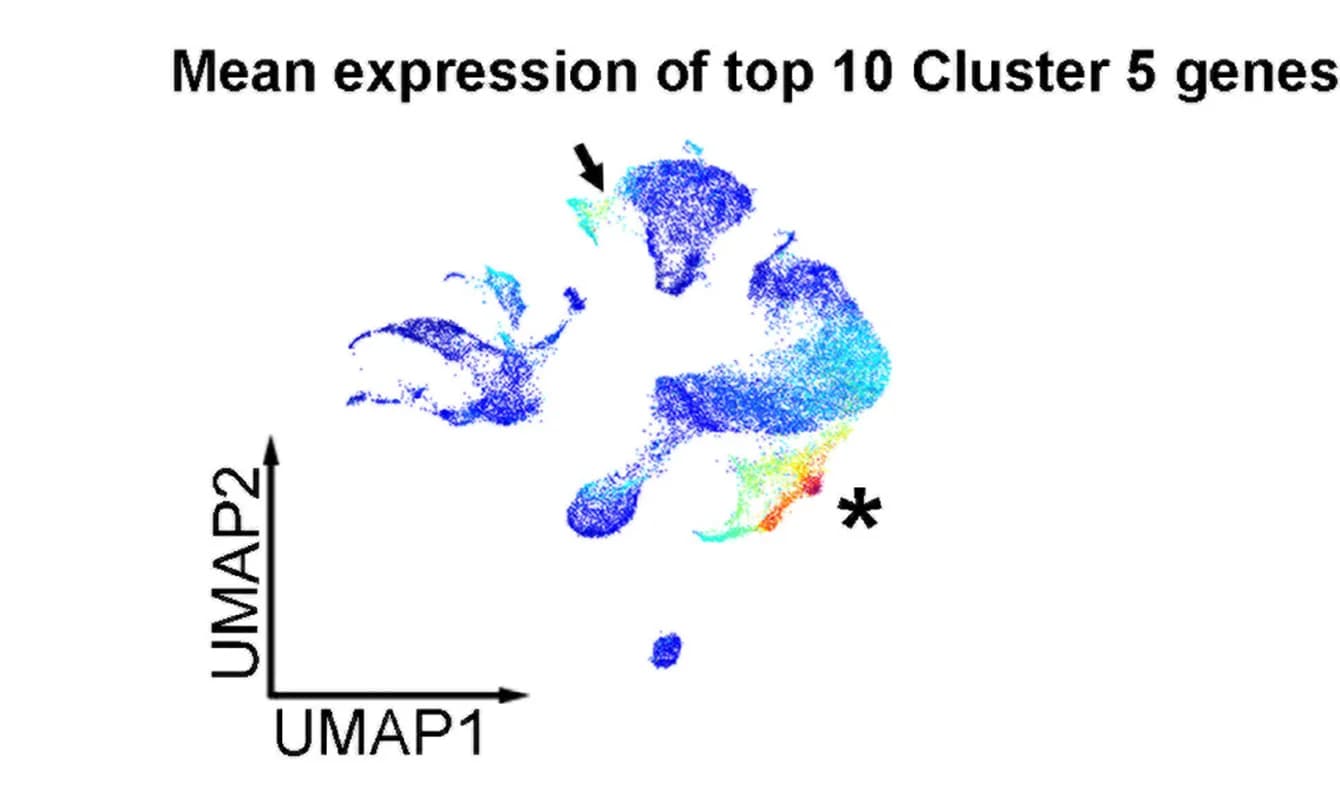 Open access visualization of UMAP, Gene Expression, Cell Clusters, Cluster 5