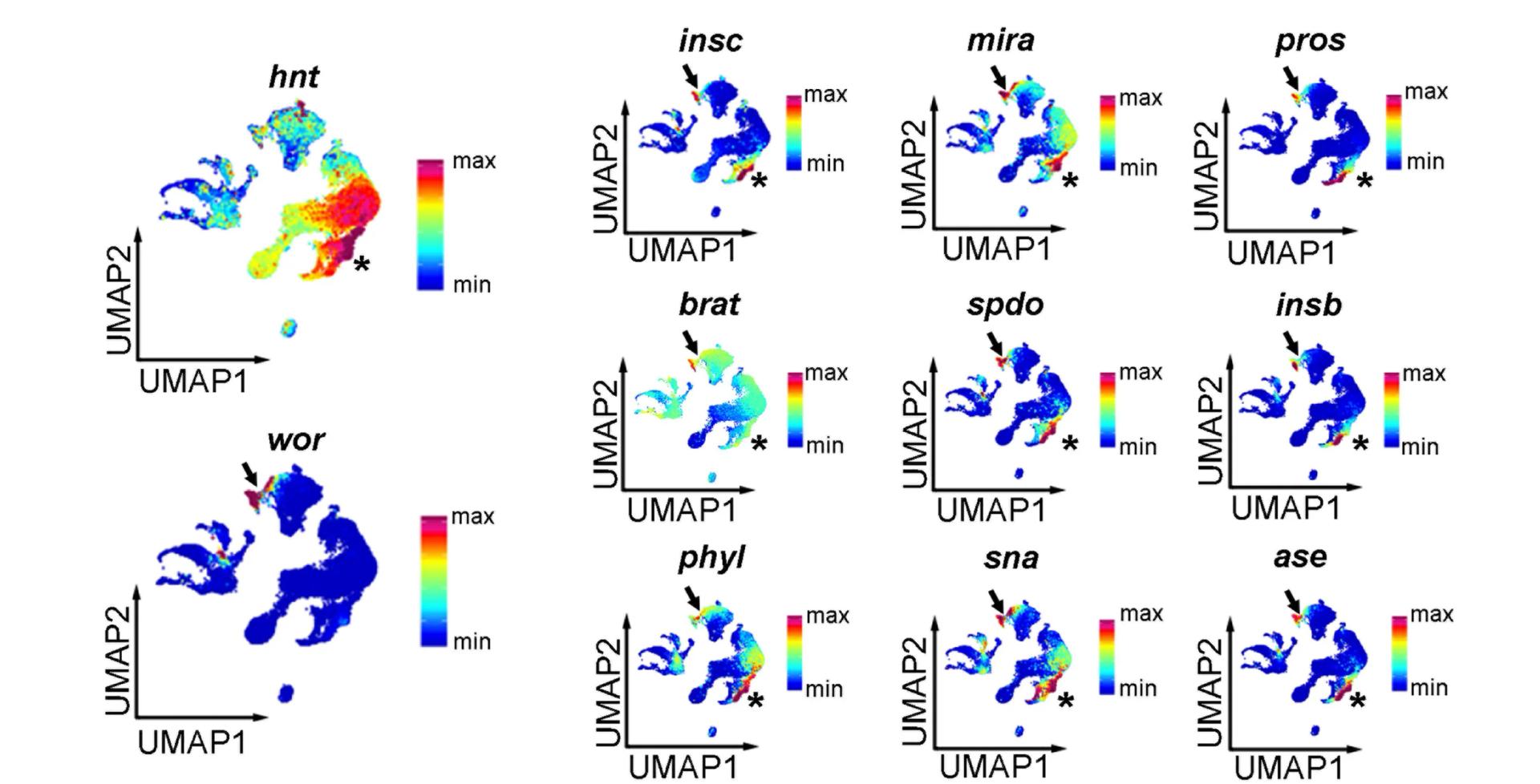 Open access visualization of UMAP, UMAPs, Gene Expression, Midgut Cells, Neuroblasts