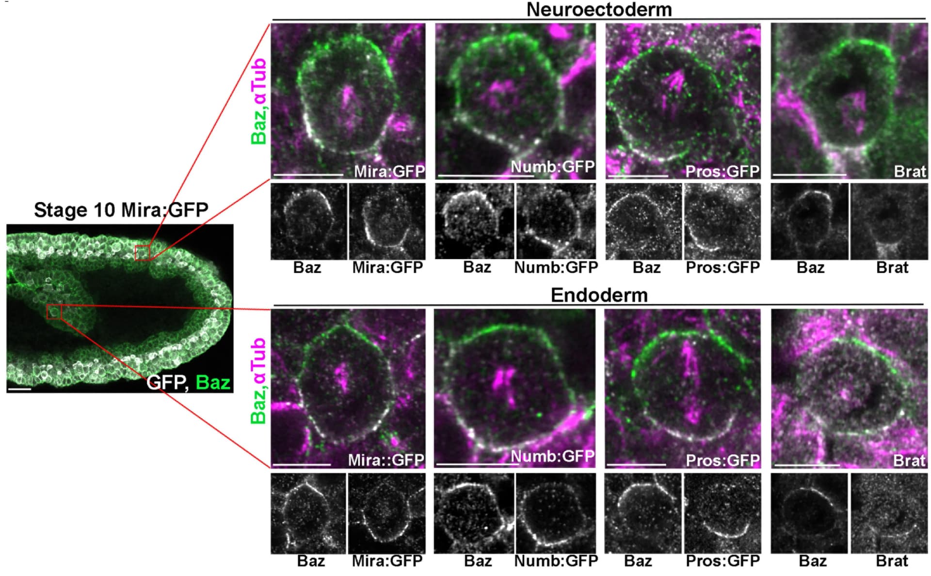 Open access visualization of Microscopy, Immunofluorescence, Embryos, Dividing Cells, Neuroectoderm