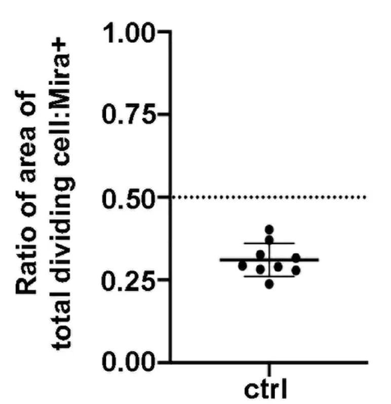 Open access visualization of Scatter Plot, Error Bars, Quantification, Endoblast Daughter Cells, Dividing Endoblast