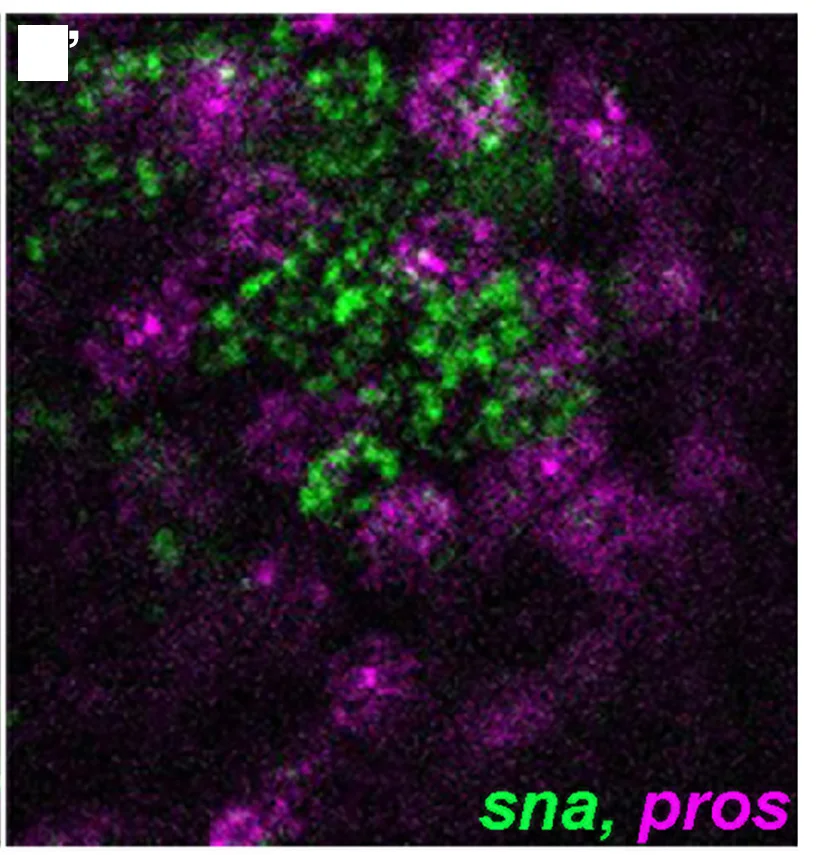 Open access visualization of Microscopy, FISH, sna, pros