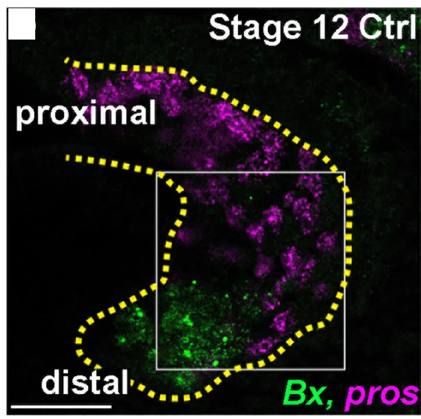 Open access visualization of Microscopy, FISH, Bx, pros