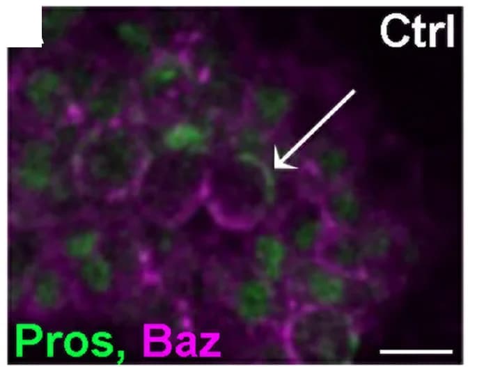 Open access visualization of Microscopy, Immunofluorescence, Pros, Baz, Control Embryos