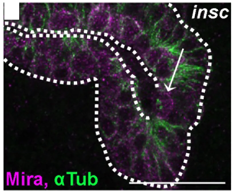Open access visualization of Microscopy, Microtubules, alphaTub, Mira, Endoderm