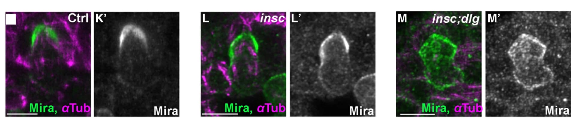 Open access visualization of Microscopy, Immunofluorescence, Mira, alphaTub, Control Embryos