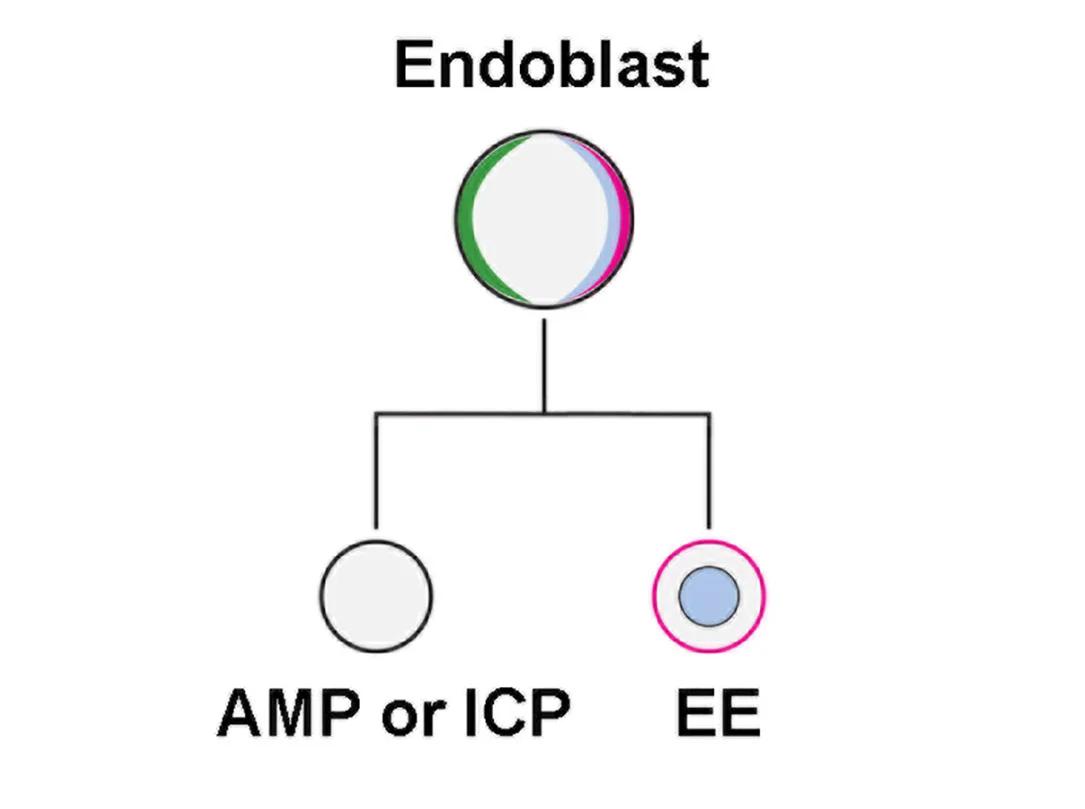 Open access visualization of Flowchart, Schematic, Endoblasts, Asymmetric Division, EE