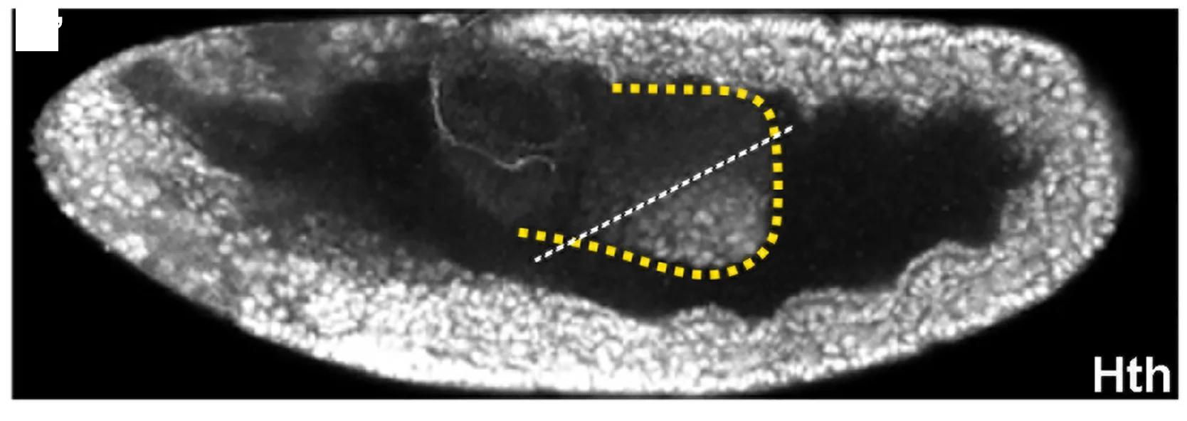 Open access visualization of Microscopy, Immunofluorescence, Hth, GFP, Embryo