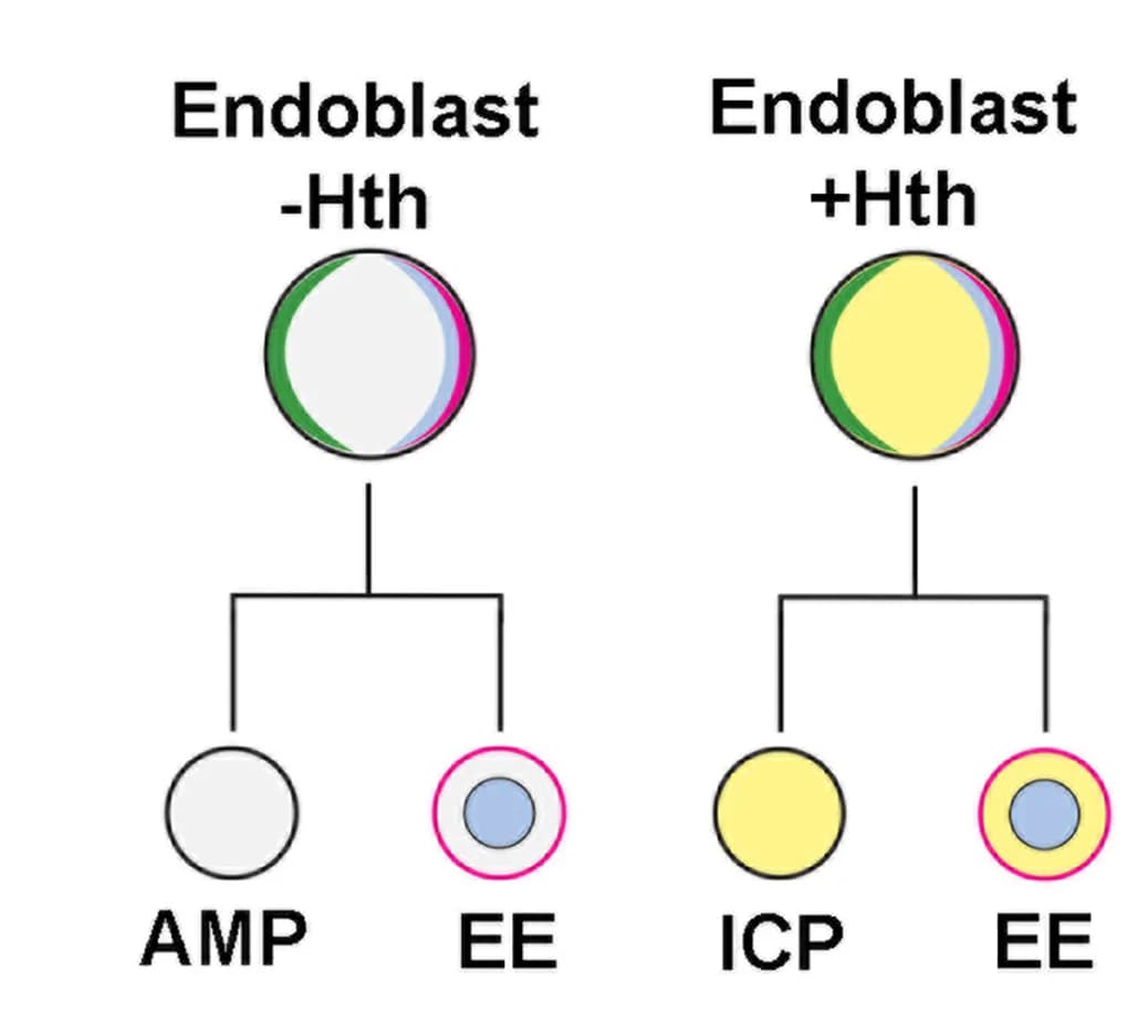 Open access visualization of Flowchart, Model, Hth, Endoblasts, Endoderm