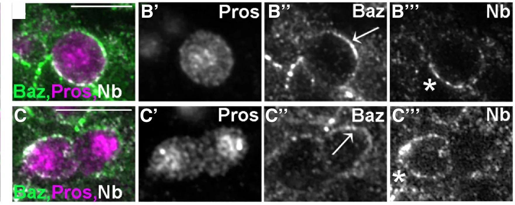 Open access visualization of Microscopy, Immunofluorescence, Baz, Pros, GFP