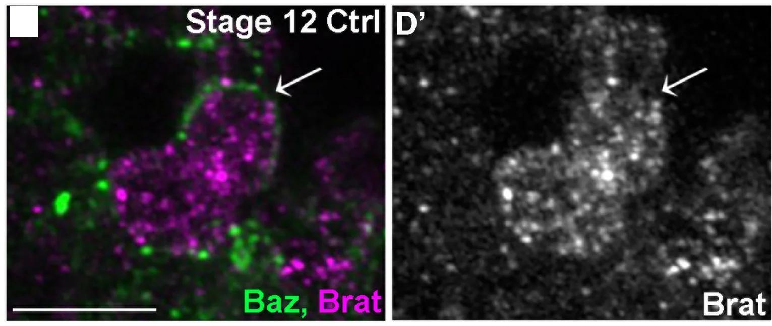 Open access visualization of Microscopy, Immunofluorescence, GFP, Baz, GFP-tagged Brat
