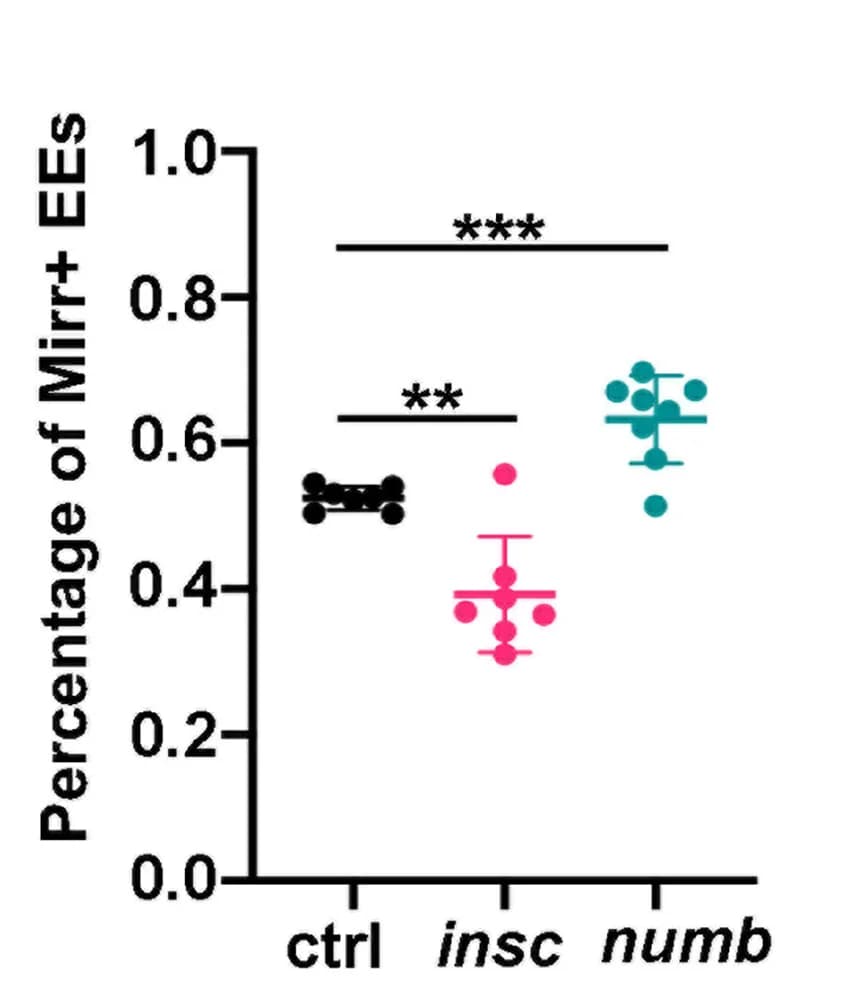 Open access visualization of Scatter Plot, Error Bars, Quantification, Mirr+EEs, Embryos